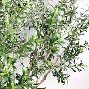 Olivo artificial H250 cm