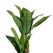Planta artificial Banana H160 - Vintahome