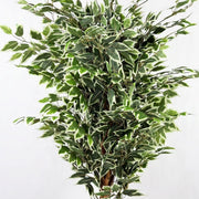 Planta artificial Ficus variegata H180 - Vintahome