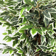 Planta artificial Ficus variegata H180 - Vintahome