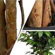 Planta artificial Ficus verde H180 - Vintahome