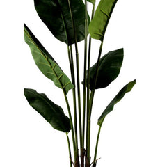 Planta Strelitzia ave del paraiso H180