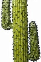 Cactus artificial 205