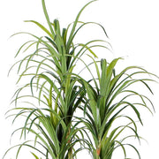 Planta Yuca artificial 180