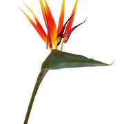 Planta Strelitzia ave del paraiso H135
