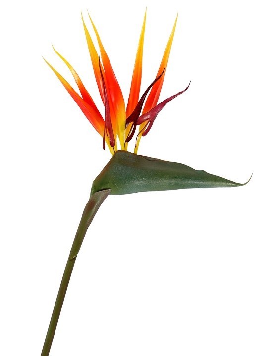 Planta Strelitzia ave del paraiso H135