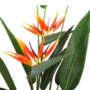 Planta Strelitzia ave del paraiso H135