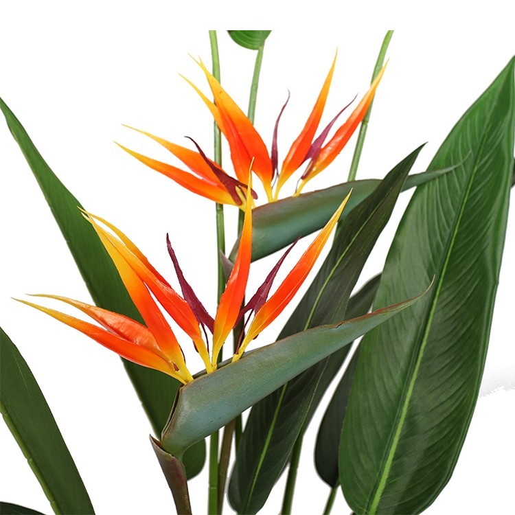 Planta Strelitzia ave del paraiso H135