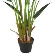 Planta Strelitzia ave del paraiso H135
