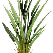 Planta Strelitzia ave del paraiso H135
