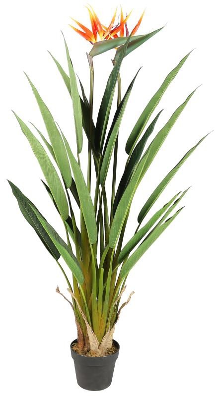 Planta Strelitzia ave del paraiso H135