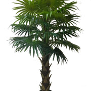 Planta artificial Palmera Fan H180